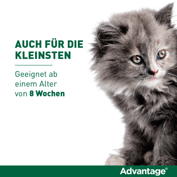 ADVANTAGE 80 mg f.gr.Katzen u.gr.Zierkaninchen